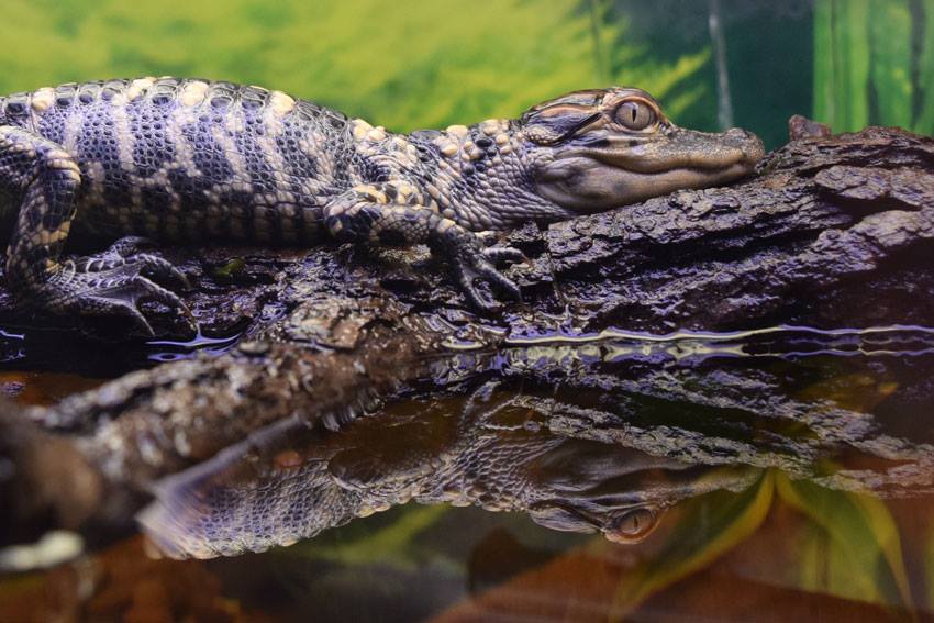 After 80 Years Reptile Gardens Keeps Growing Siouxfalls Business