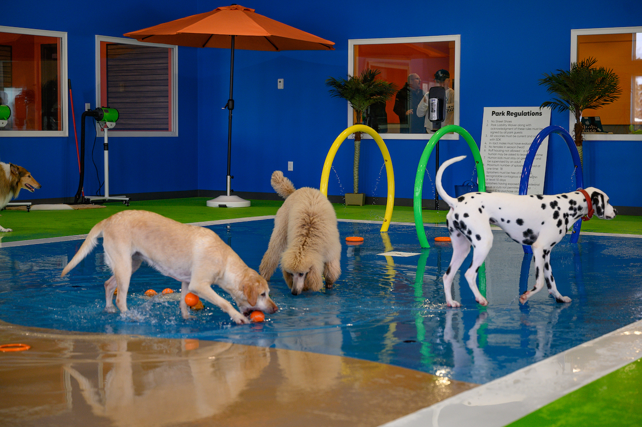 Splash Bark opens canine indoor water 