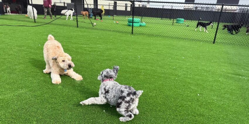 New pet businesses open to serve growing metro area